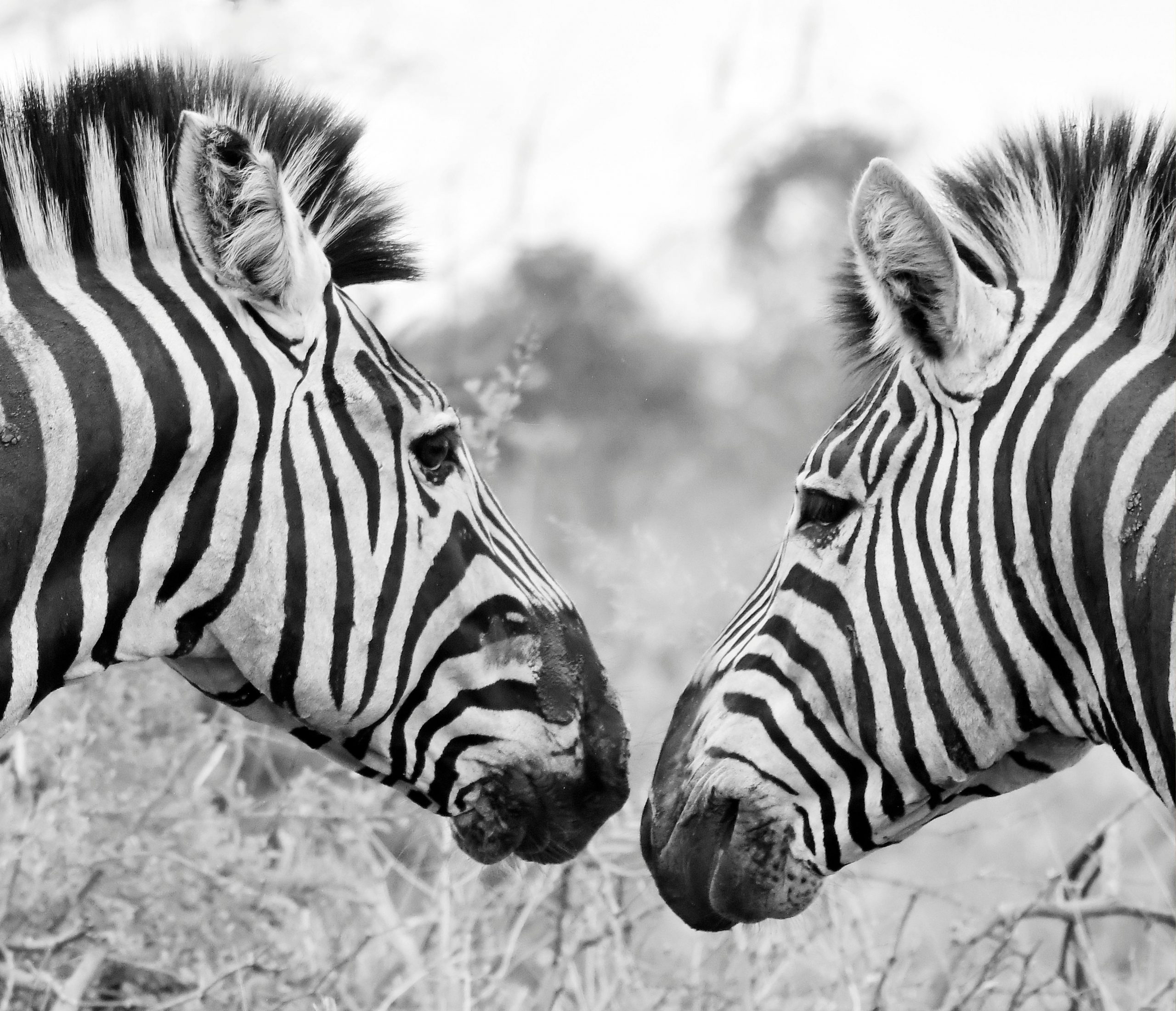 Zebra companies matter for both economy and society